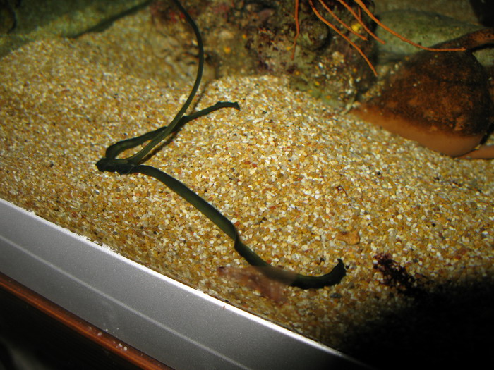 Bonellia viridis